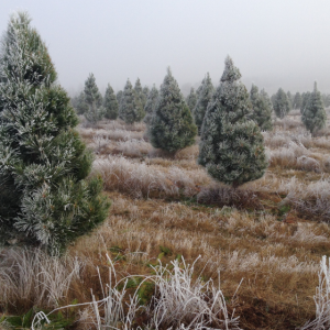 Five places to find real Christmas trees in Canberra