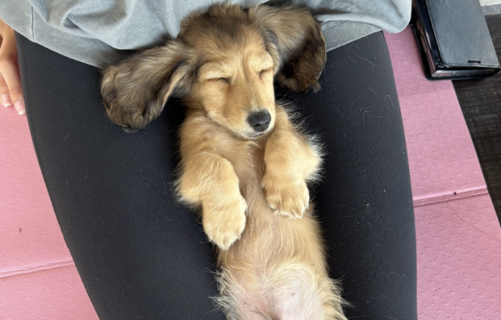 Yoga with mini-Dachshund puppies? You’d be barking mad not to book this