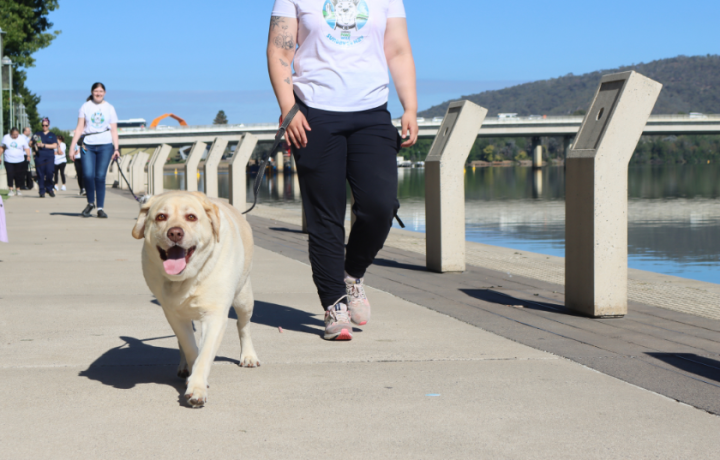 This will get your tail wagging – the Canberra Paws Walk is back for another year