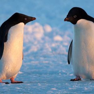 Christmas in July, the opening weekend of Antarctica and more: 90+ ways to beat the winter blues this week in Canberra