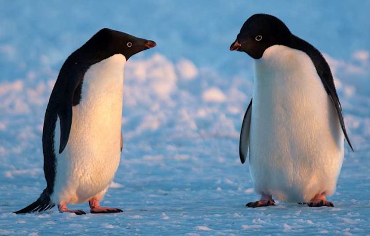 Christmas in July, the opening weekend of Antarctica and more: 90+ ways to beat the winter blues this week in Canberra