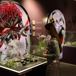 Reconciliation Day events, food feasts, and a blooming beautiful new exhibition: what’s on in Canberra this week