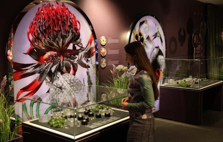 Reconciliation Day events, food feasts, and a blooming beautiful new exhibition: what’s on in Canberra this week