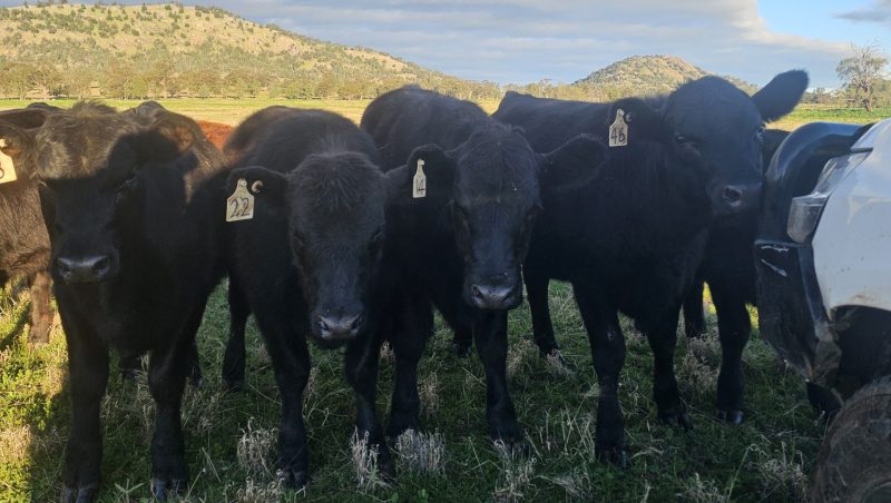 A group of black cows lined up neatly in the evening light, each with a yellow ear tag.