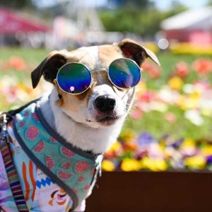 What not to miss in Floriade’s final week