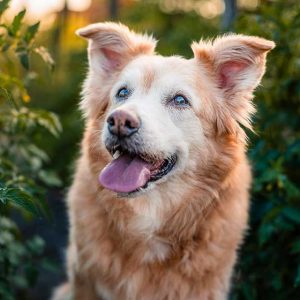 Inside the feel-good pet photography project celebrating Canberra's golden oldies