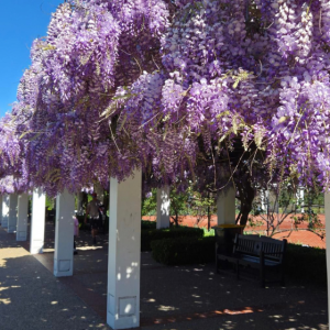 Five gorgeous spring walks in Canberra (that aren't Floriade)