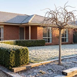 The trees and hedges that cope with a Canberra winter